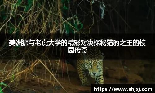 金年会官网